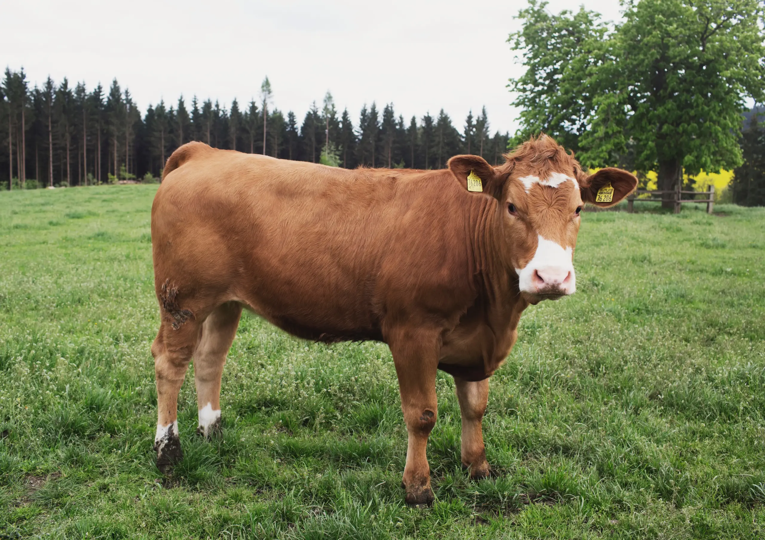 Biohof Lang_Wildenreuth ©Daniel Delang (26) Gelbvieh-, Fleckvieh-, Anguskuh auf Weiden vor Kastanienbaum
