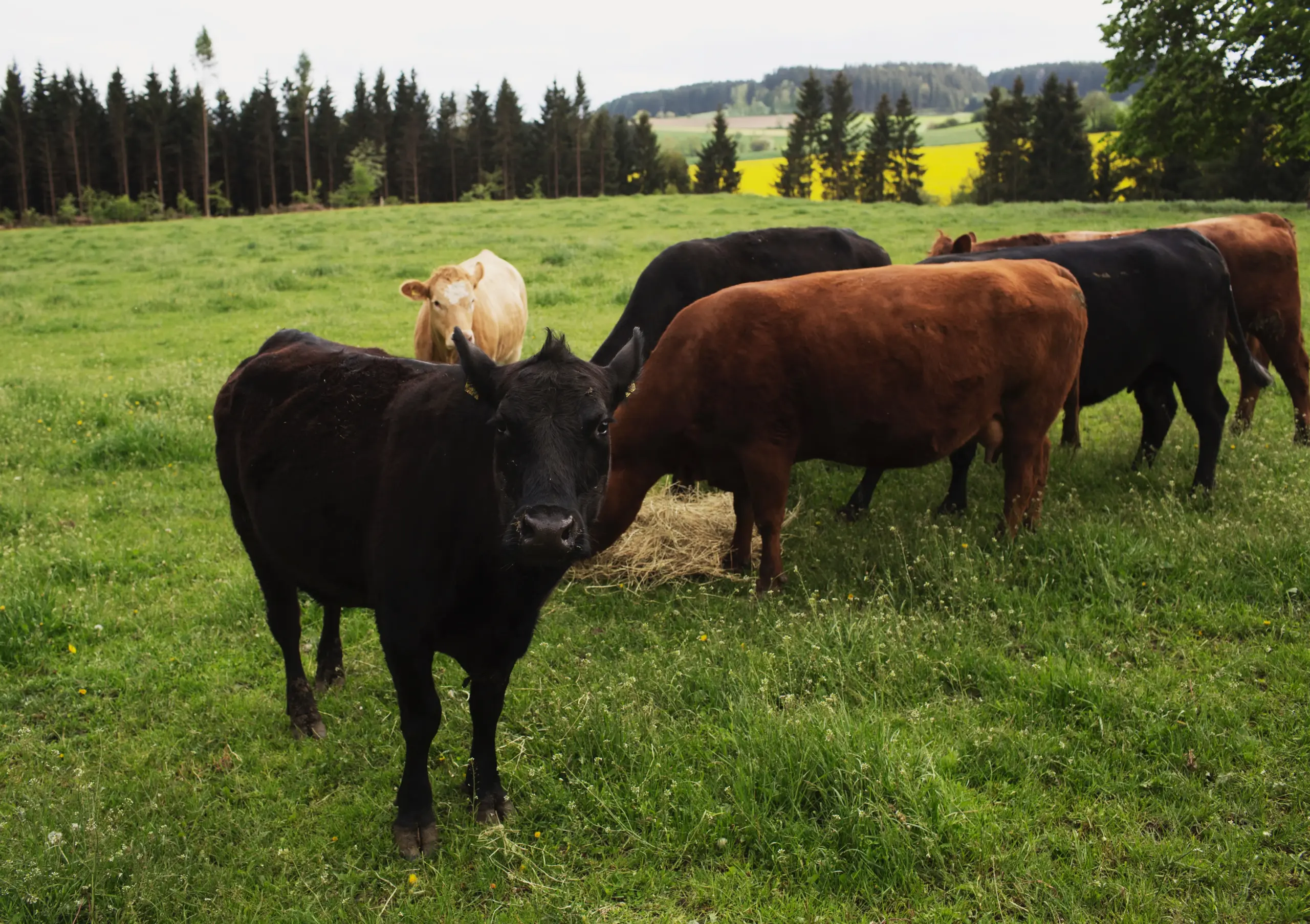 Biohof Lang_Wildenreuth ©Daniel Delang (5) Angus und Gelbviehkühe auf Weide bei Fressen von Heu