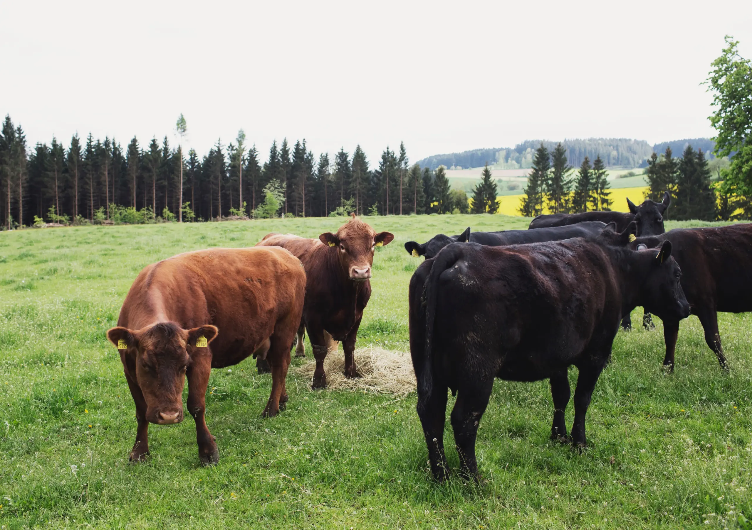 Biohof Lang_Wildenreuth ©Daniel Delang (6) Anguskühe und Angusbulle auf Weiden vor Wald